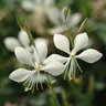 Gaura Lindheimeri Ballerina White Gaura