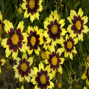 Coreopsis X Big Bang Cosmic Eye Tickseed