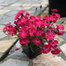 Dianthus Gratianopolitanus Vivid Cherry Charm Pinks