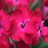 Dianthus Gratianopolitanus Vivid Cherry Charm Pinks