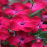 Dianthus Gratianopolitanus Vivid Cherry Charm Pinks