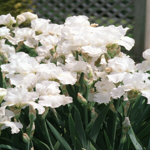 Iris Germanica Immortality Bearded Iris