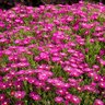 Delosperma Cooperi Pink Ice Ice Plant
