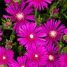 Delosperma Cooperi Pink Ice Ice Plant