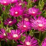 Delosperma Cooperi Pink Ice Ice Plant