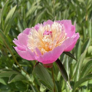 Paeonia Lactiflora Sorbet Peony