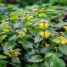 Lamiastrum Galeobdolan Variegatum Yellow Archangel