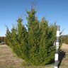 Juniperus Virginiana Brodie Eastern Red Cedar 15 gal. Container