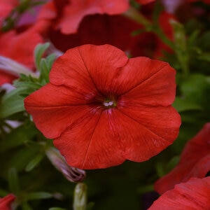 Petunia X Hybrida Wave Red Spreading Petunia