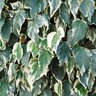 Hedera Algeriensis Variegata Algerian Ivy
