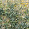 Hedera Algeriensis Variegata Algerian Ivy