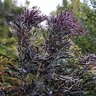 Agonis Flexuosa After Dark Peppermint Willow 24 in. Box