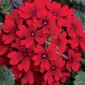 Verbena X Hybrida Lanai Red Vervain