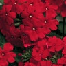 Verbena X Hybrida Lanai Red Vervain