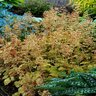 Heuchera X Ginger Ale Coral Bells
