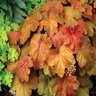 Heuchera X Southern Comfort Coral Bells