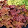 Heuchera X Southern Comfort Coral Bells