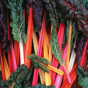 Beta Vulgaris Bright Lights Swiss Chard