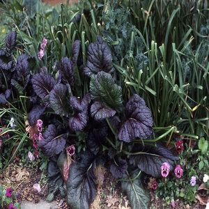 Brassica Juncea var. Rugosa Giant Red Mustard