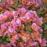 Bougainvillea Rosenka Bougainvillea