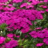 Dianthus Barbatus Interspecific Amazon Neon Purple Sweet William