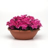 Dianthus Chinensis Coronet Rose China Pinks