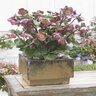 Helleborus X FrostKiss Pennys Pink Lenten Rose 1 gal. Container