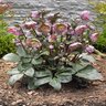 Helleborus X FrostKiss Pennys Pink Lenten Rose 1 gal. Container