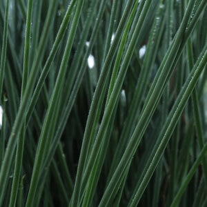 Juncus Inflexus ColorGrass Blue Arrows Rush