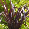 Phormium Tenax Amazing Red New Zealand Flax 15 gal. Container