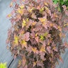 Physocarpus Opulifolius Center Glow Ninebark 5 gal. Container