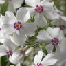 Phlox Subulata Amazing Grace Creeping Phlox