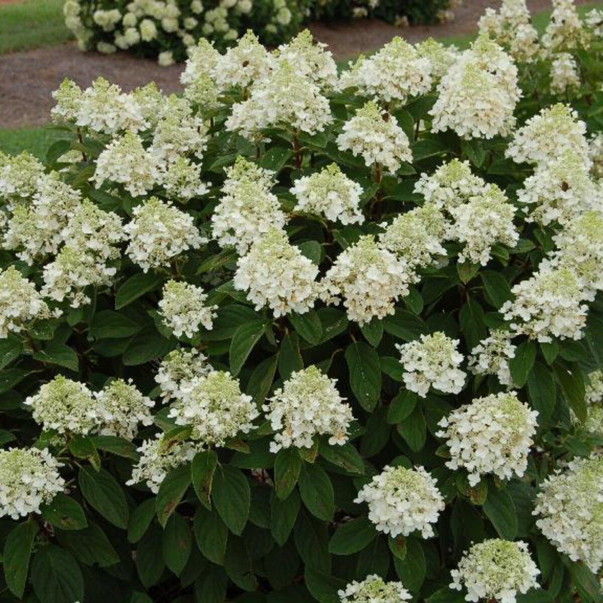 Hydrangea Paniculata Royal Majestics Baby Lace Panicle Hydrangea | SiteOne