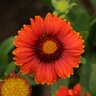 Gaillardia Aristata Arizona Red Shades Blanket Flower