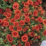Gaillardia Aristata Arizona Red Shades Blanket Flower