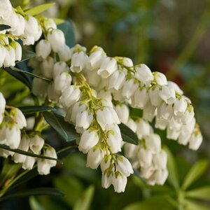Pieris Japonica Planow Mountain Snow Japanese Andromeda