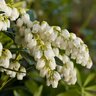 Pieris Japonica Planow Mountain Snow Japanese Andromeda