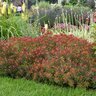 Euphorbia Polychroma Bonfire Cushion Spurge
