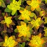 Euphorbia Polychroma Bonfire Cushion Spurge