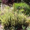 Phormium Tenax Tony Tiger New Zealand Flax