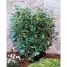 Prunus Laurocerasus Nana Dwarf English Laurel 7 gal. Container