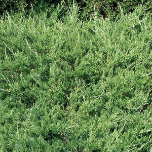 Juniperus Chinensis var. Sargentii Viridis Green Chinese Juniper