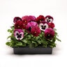 Viola X Wittrockiana Matrix Ruby MIxture Pansy