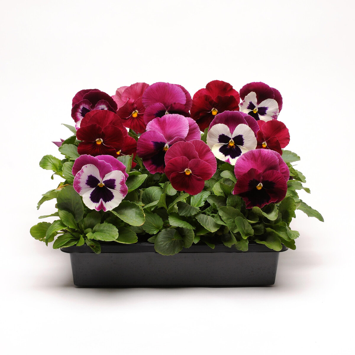 Viola X Wittrockiana Matrix Ruby MIxture Pansy | SiteOne US