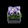 Viola X Wittrockiana Matrix Ocean Breeze Mixture Pansy