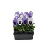 Viola X Wittrockiana Matrix Ocean Breeze Mixture Pansy