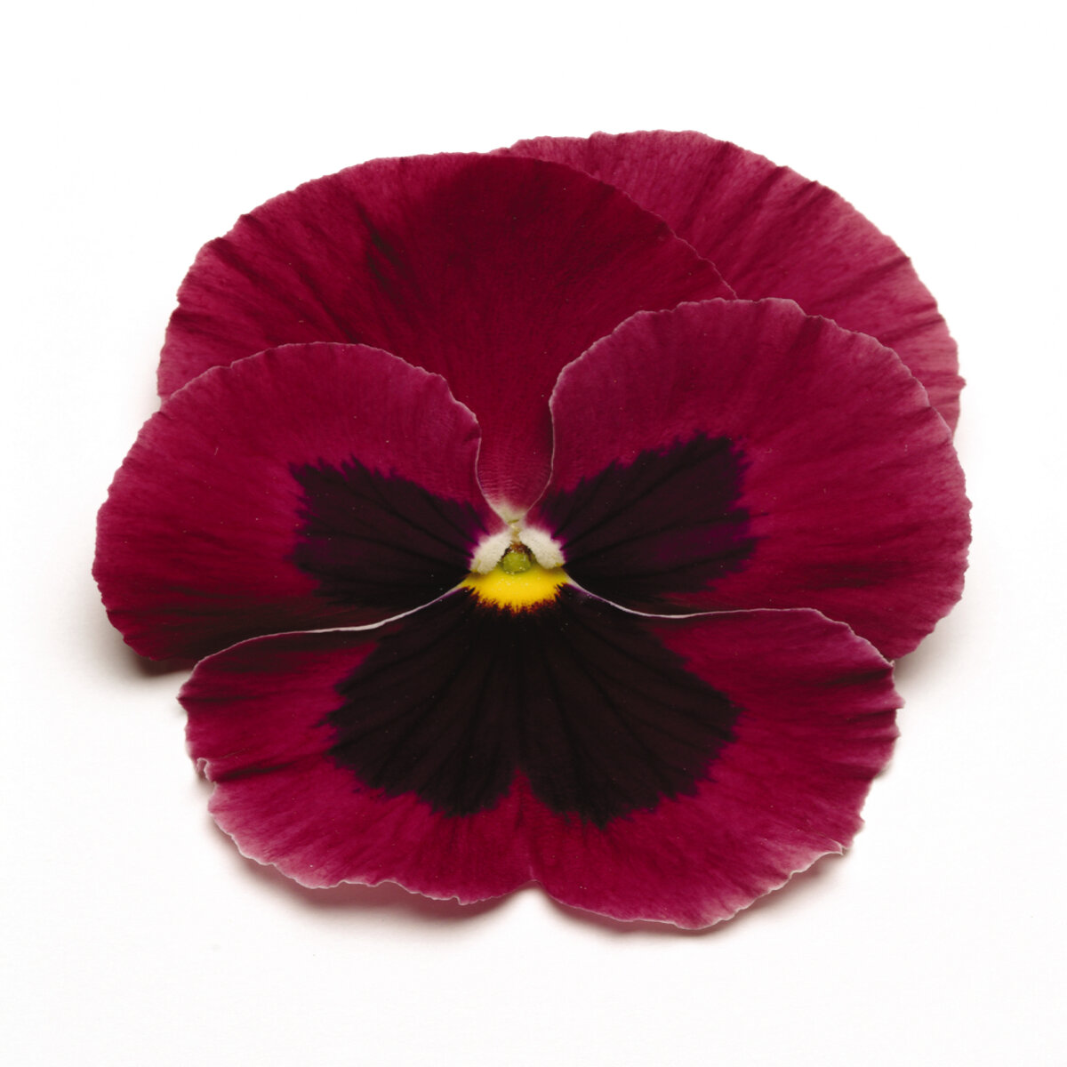 Viola X Wittrockiana Matrix Rose Blotch Pansy | SiteOne US