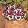 Viola X Wittrockiana Matrix Rose Wing Pansy