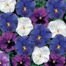Viola X Wittrockiana Delta Premium Cool Water Mixture Pansy