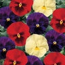 Viola X Wittrockiana Delta Wine & Cheese Pansy